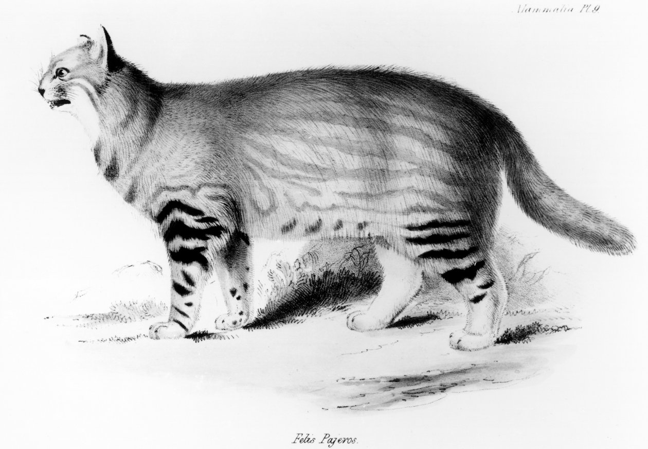 Felis Pajeros，来自查尔斯达尔文（1809-92）酒吧的“猎鹰之旅：哺乳动物的动物学”中的第9页。 1832年至1836年 作者 约翰·古尔德