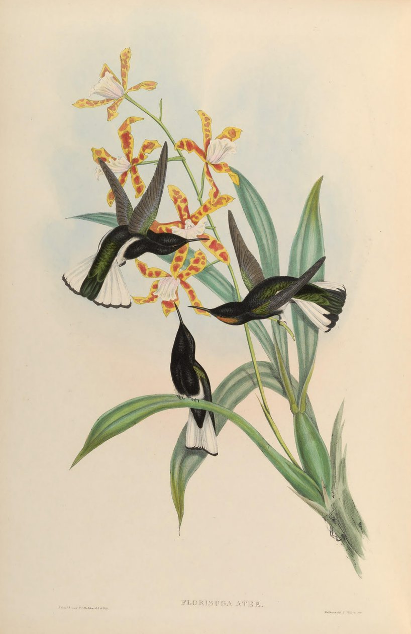 Florisuga atra = Florisuga fusca 作者 约翰·古尔德