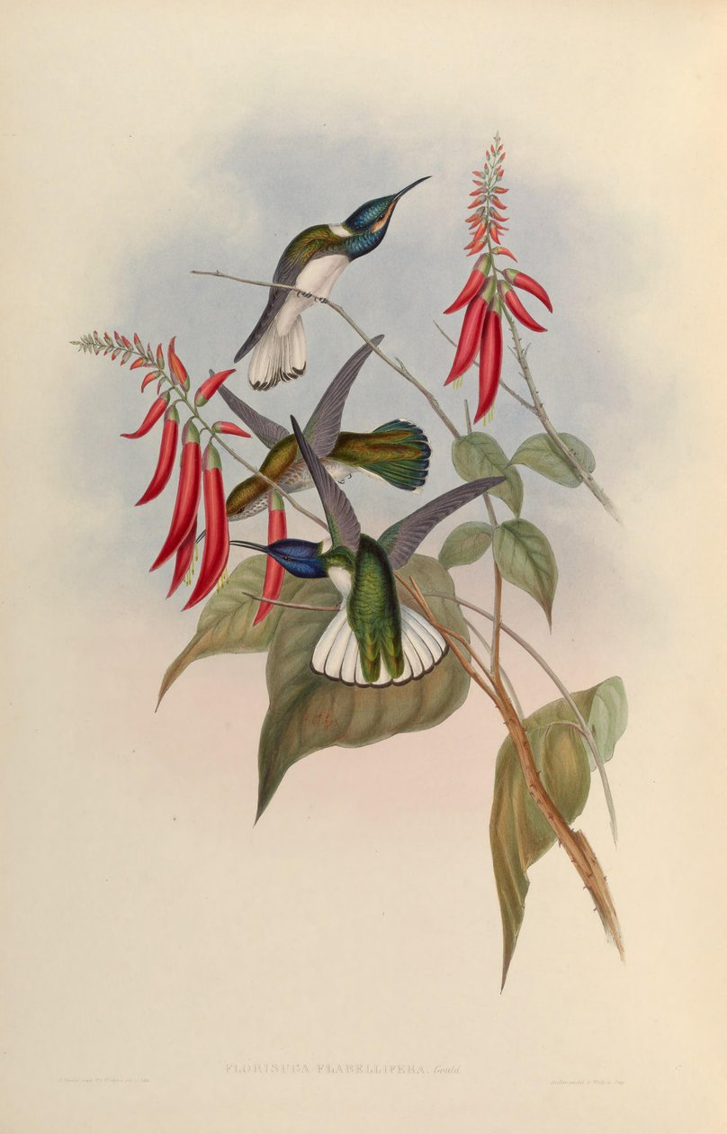 Florisuga扇肢亚目= Florisuga mellivora扇肢亚目 作者 约翰·古尔德