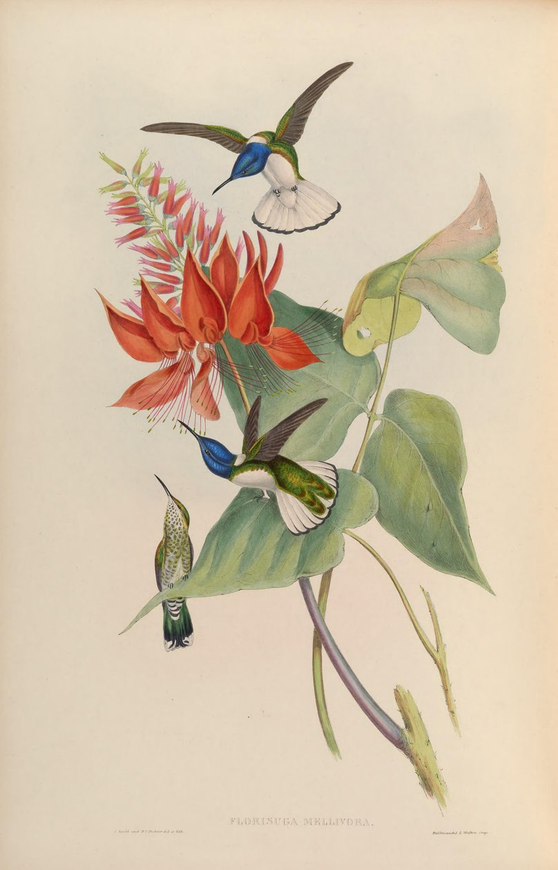Florisuga mellivora 作者 约翰·古尔德