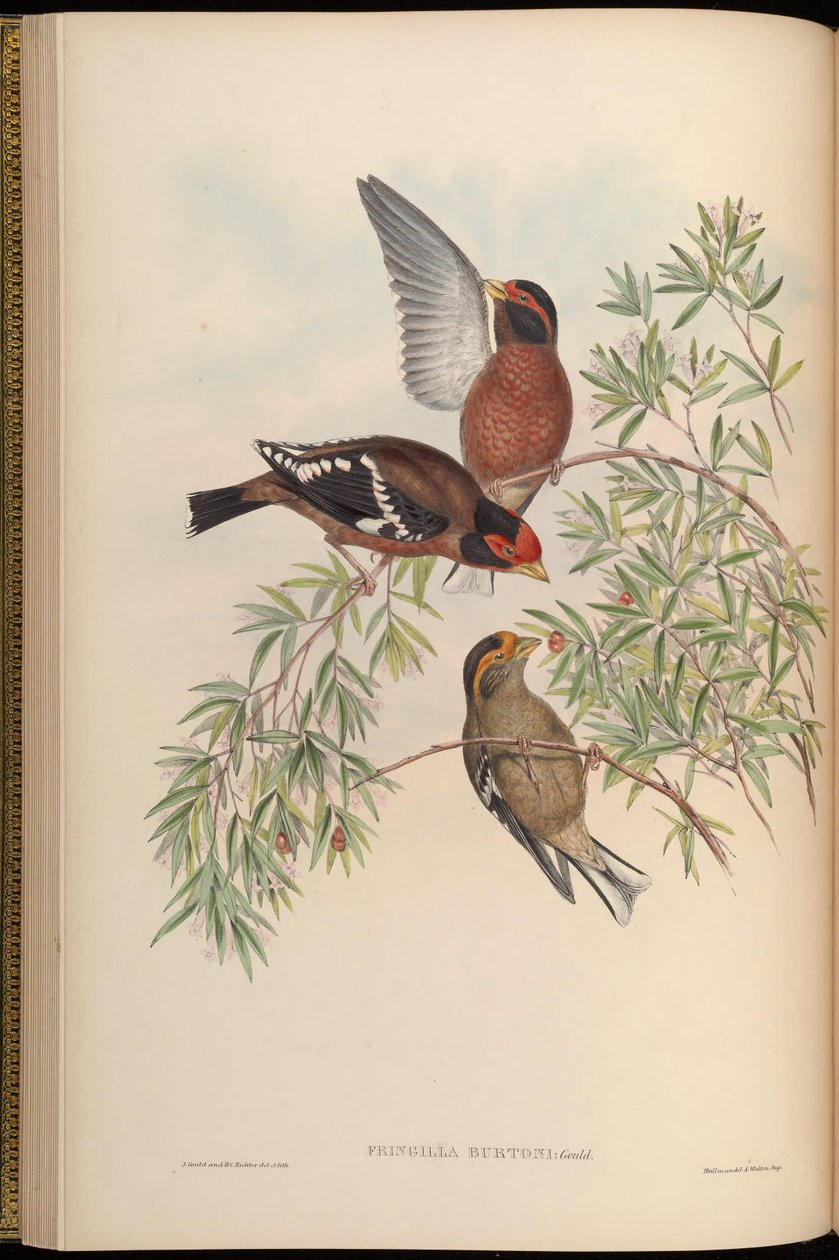 Fringilla Burton = Callacanthis Burton 作者 约翰·古尔德