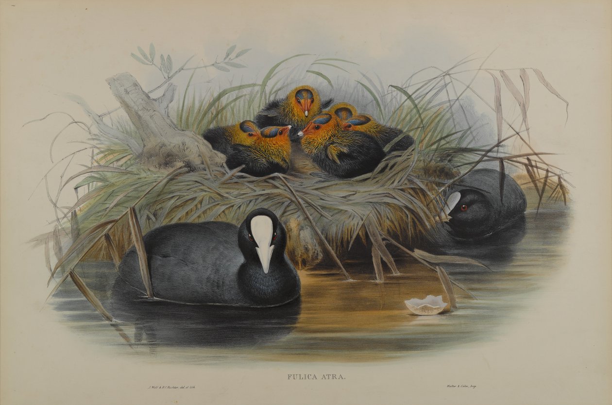 Fulica Atra 作者 约翰·古尔德