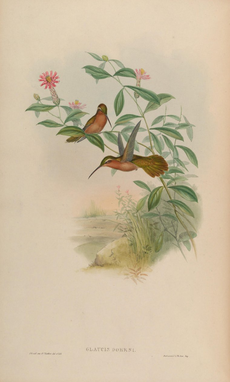 Glaucis dohrnii = Glaucis dohrnii 作者 约翰·古尔德