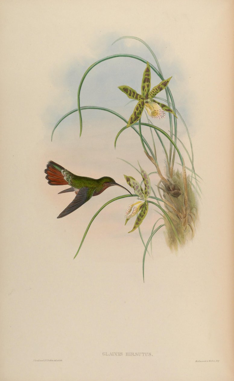 Glaucis hirsutus 作者 约翰·古尔德