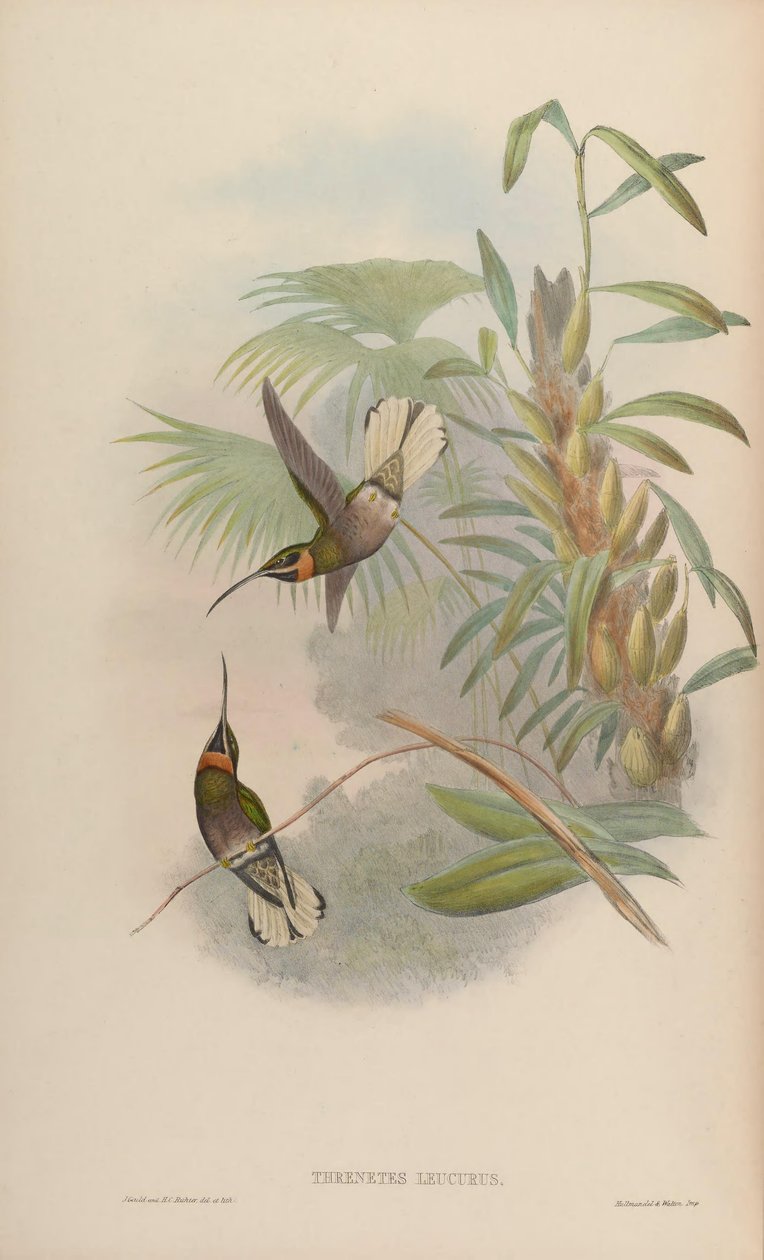 Glaucis leucurus = Threnetes leucurus 作者 约翰·古尔德