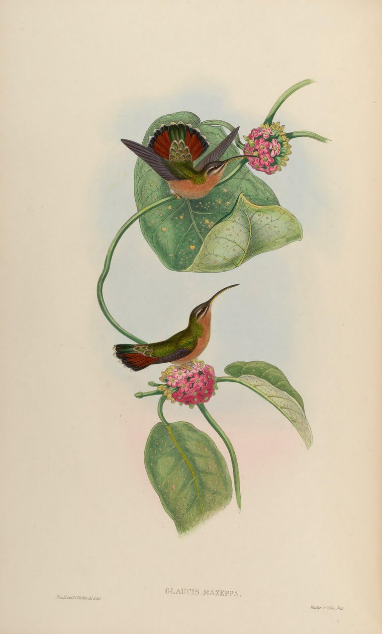 Glaucis mazeppa = Glaucis hirsutus hirsutus 作者 约翰·古尔德