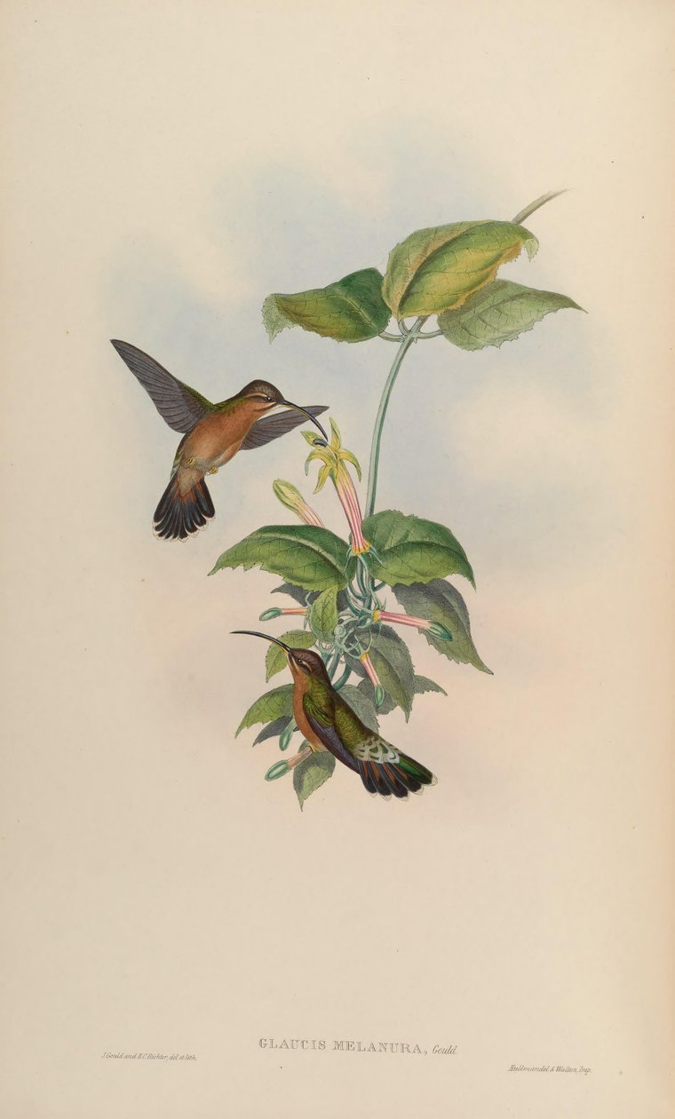 Glaucis melanura = Glaucis hirsutus hirsutus 作者 约翰·古尔德