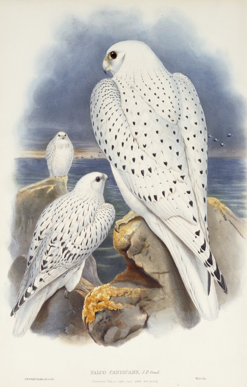 格陵兰猎鹰，1862-1873 作者 约翰·古尔德