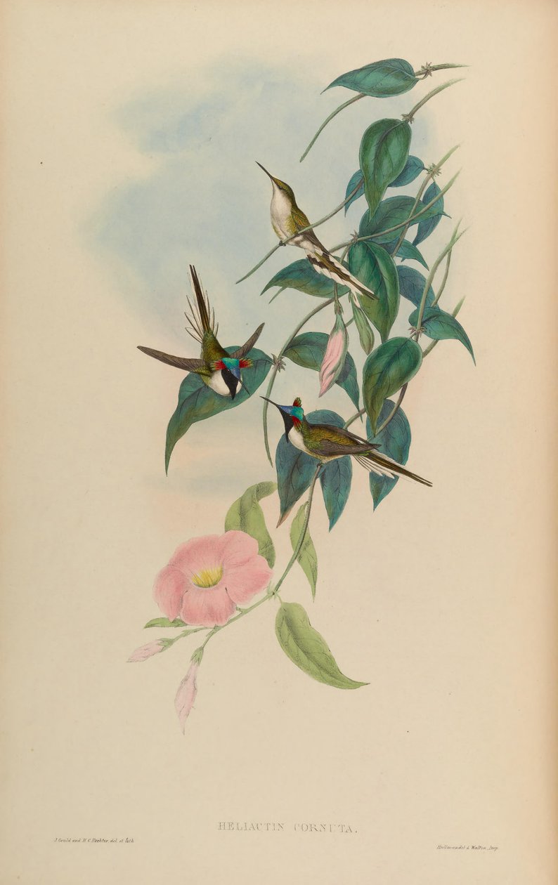 Heliactin cornuta = Heliactin bilophus 作者 约翰·古尔德