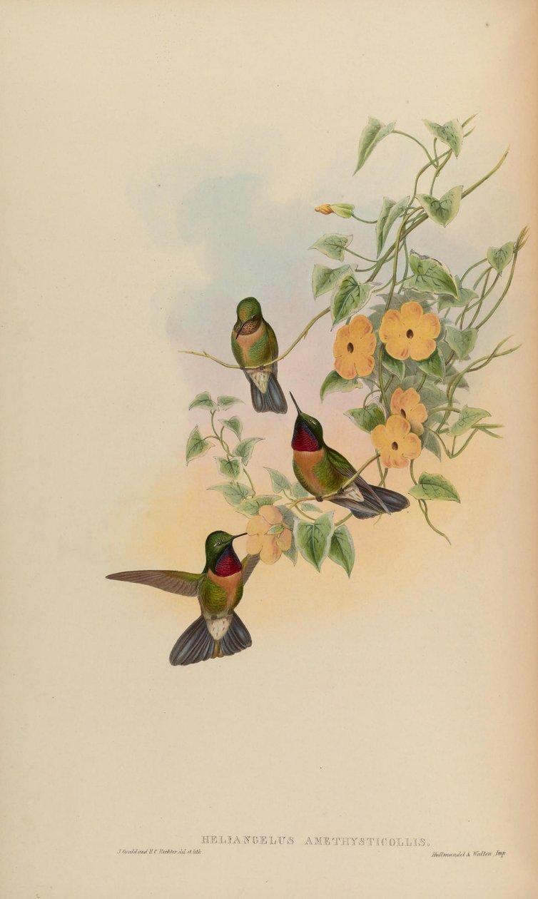 Heliangelus amethysticollis 作者 约翰·古尔德