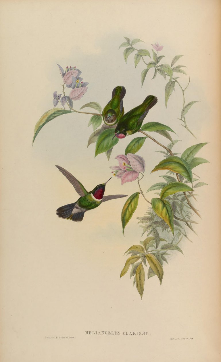 Heliangelus辉煌= Heliangelus amethysticollis克拉丽丝 作者 约翰·古尔德