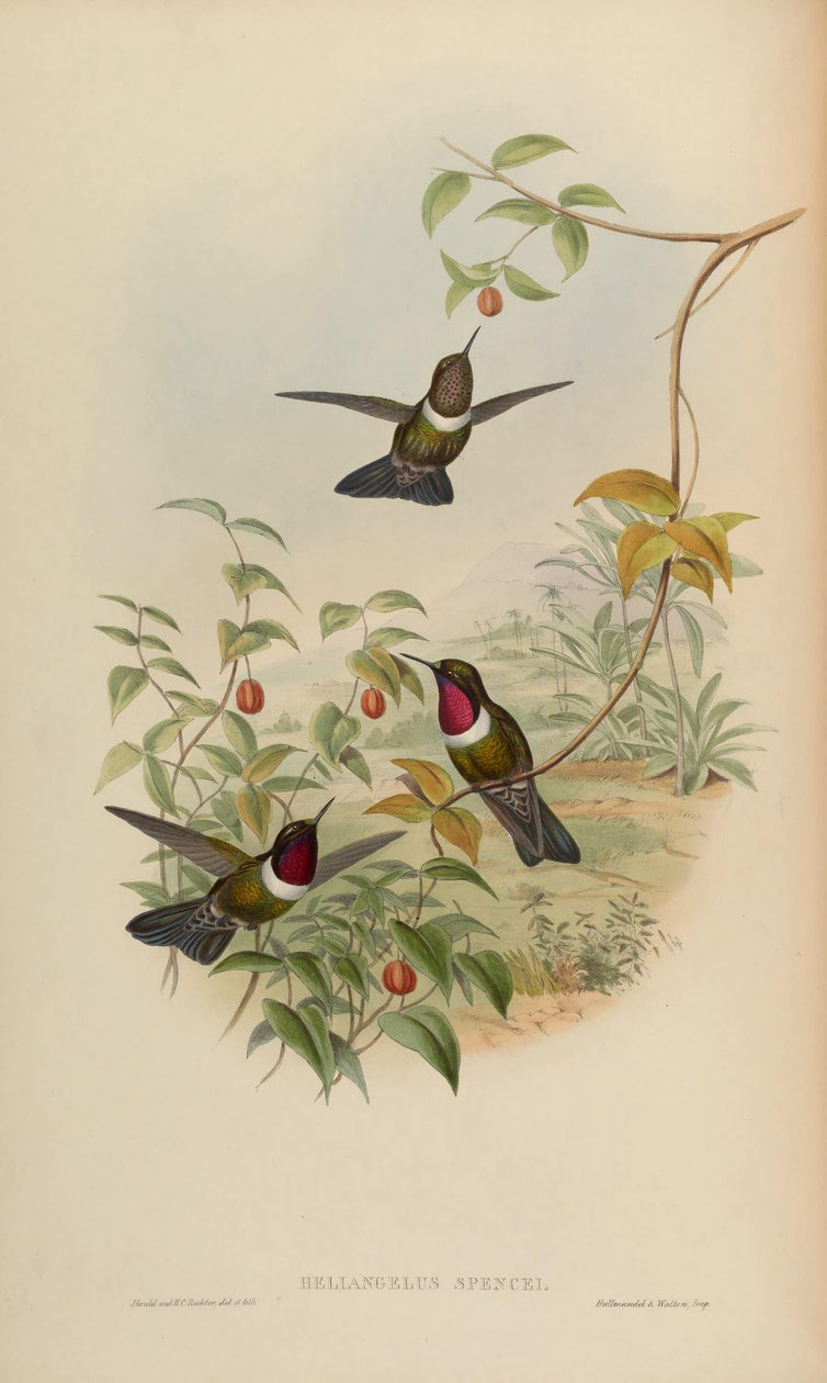 Heliangelus spencei = Heliangelus amethysticollis spencei 作者 约翰·古尔德