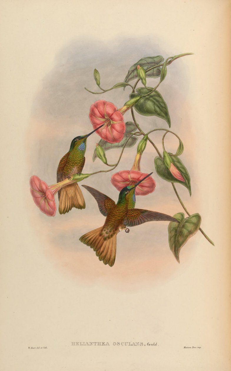 Helianthea吻= Coeligena violifer 作者 约翰·古尔德