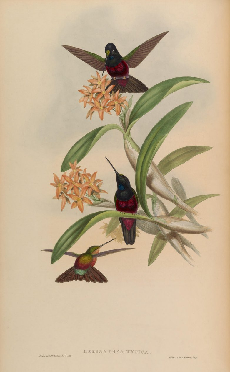 Helianthea typica = Coeligena helianthea 作者 约翰·古尔德