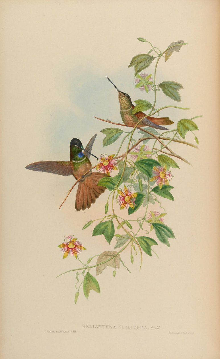Helianthea violifera = Coeligena violifer 作者 约翰·古尔德