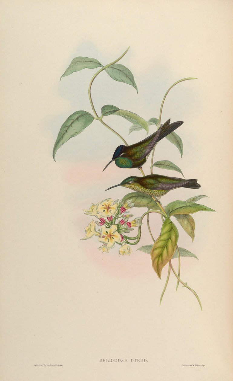 Heliodoxa otero = Heliodoxa leadbeateri 作者 约翰·古尔德