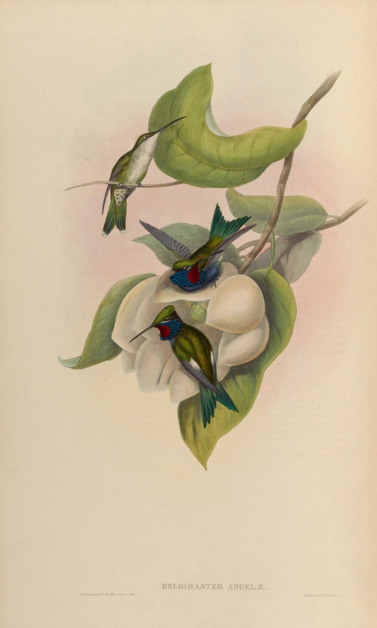 Heliomaster angelae = Heliomaster furcifer 作者 约翰·古尔德