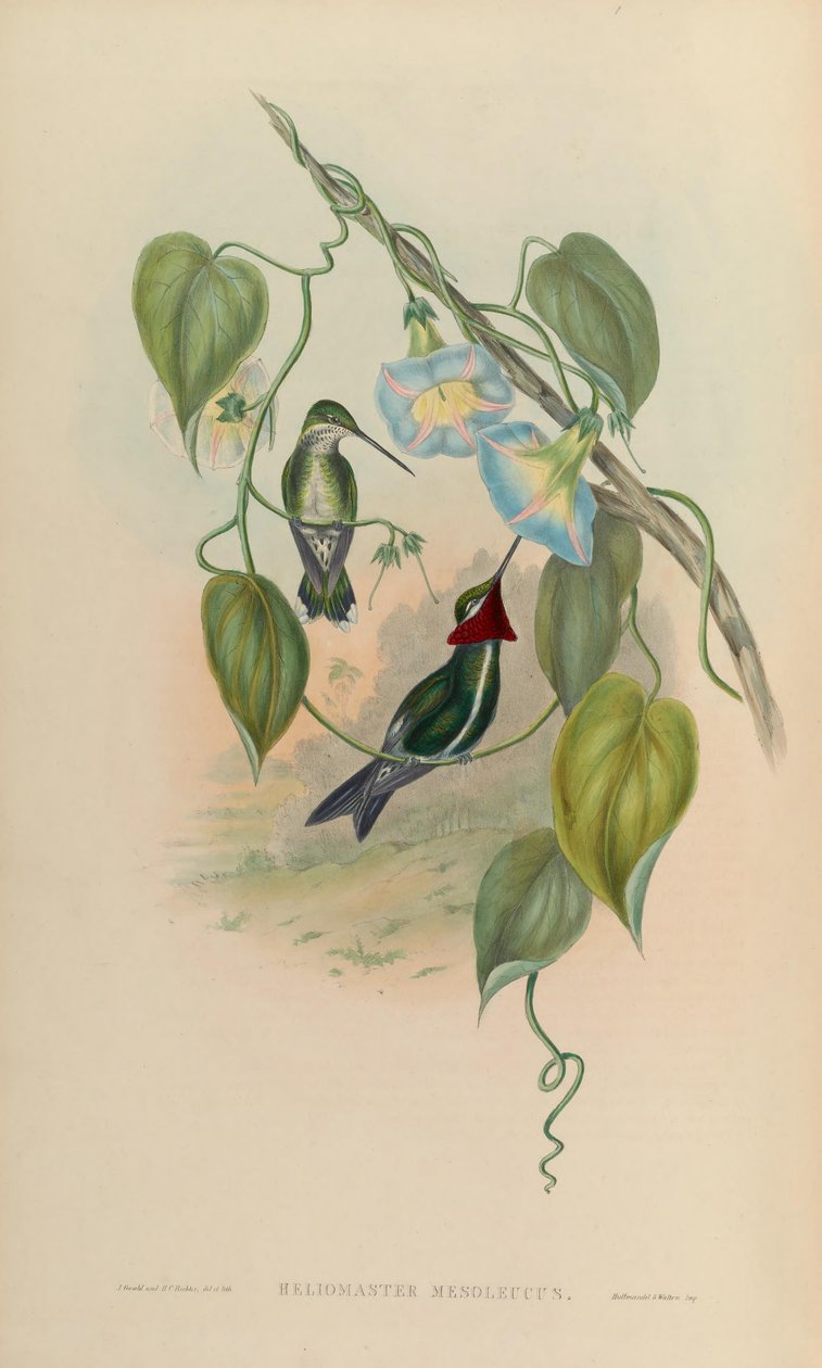 Heliomaster mesoleucus = Heliomaster squamosus 作者 约翰·古尔德