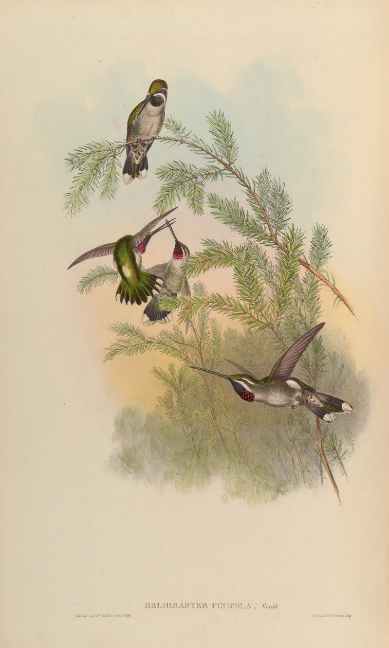 Heliomaster pinioola = Heliomaster constantii 作者 约翰·古尔德