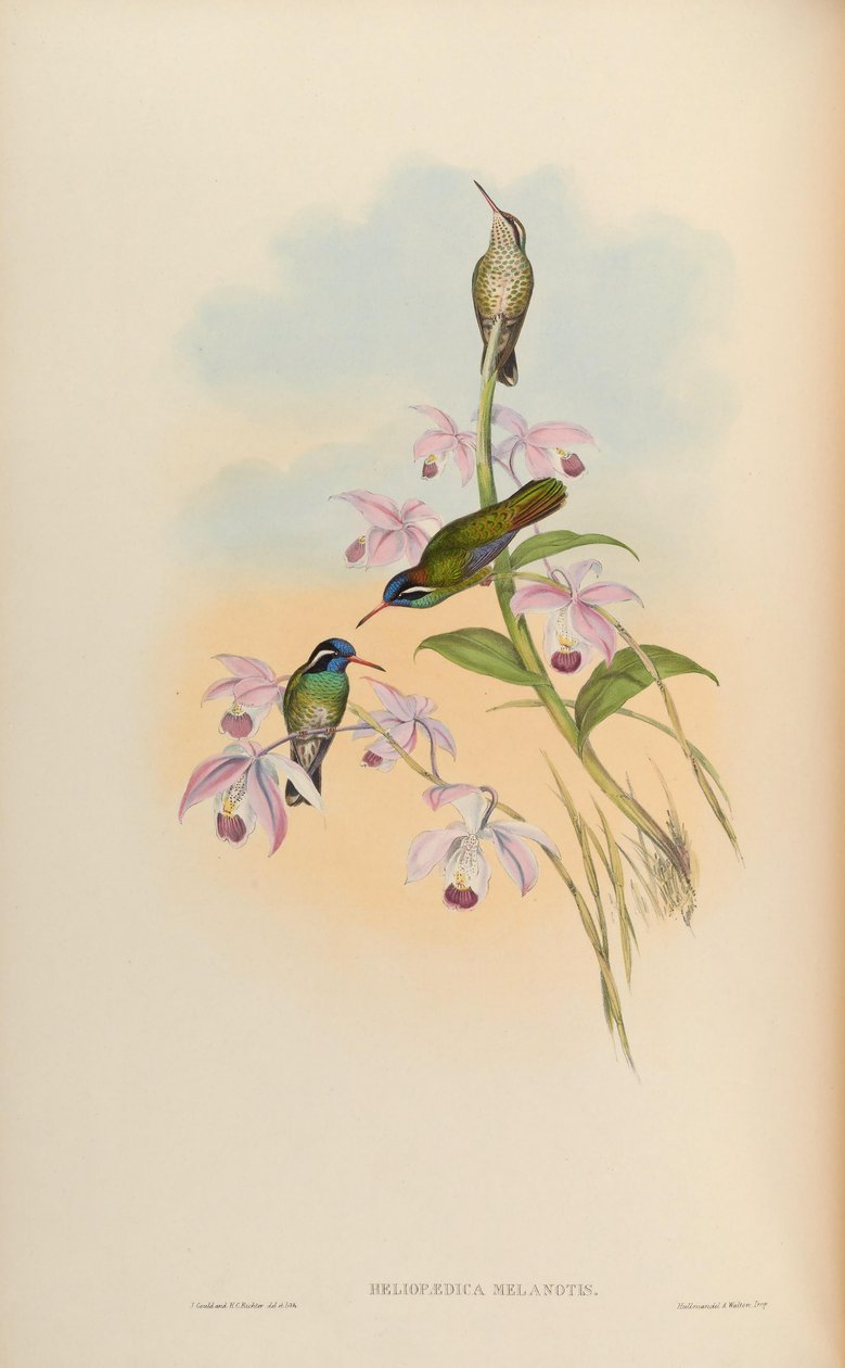 Heliopaedica melanotis = Basilinna leucotis 作者 约翰·古尔德