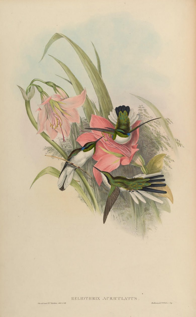 Heliothryx auriculata = Heliothryx aurita auriculata 作者 约翰·古尔德