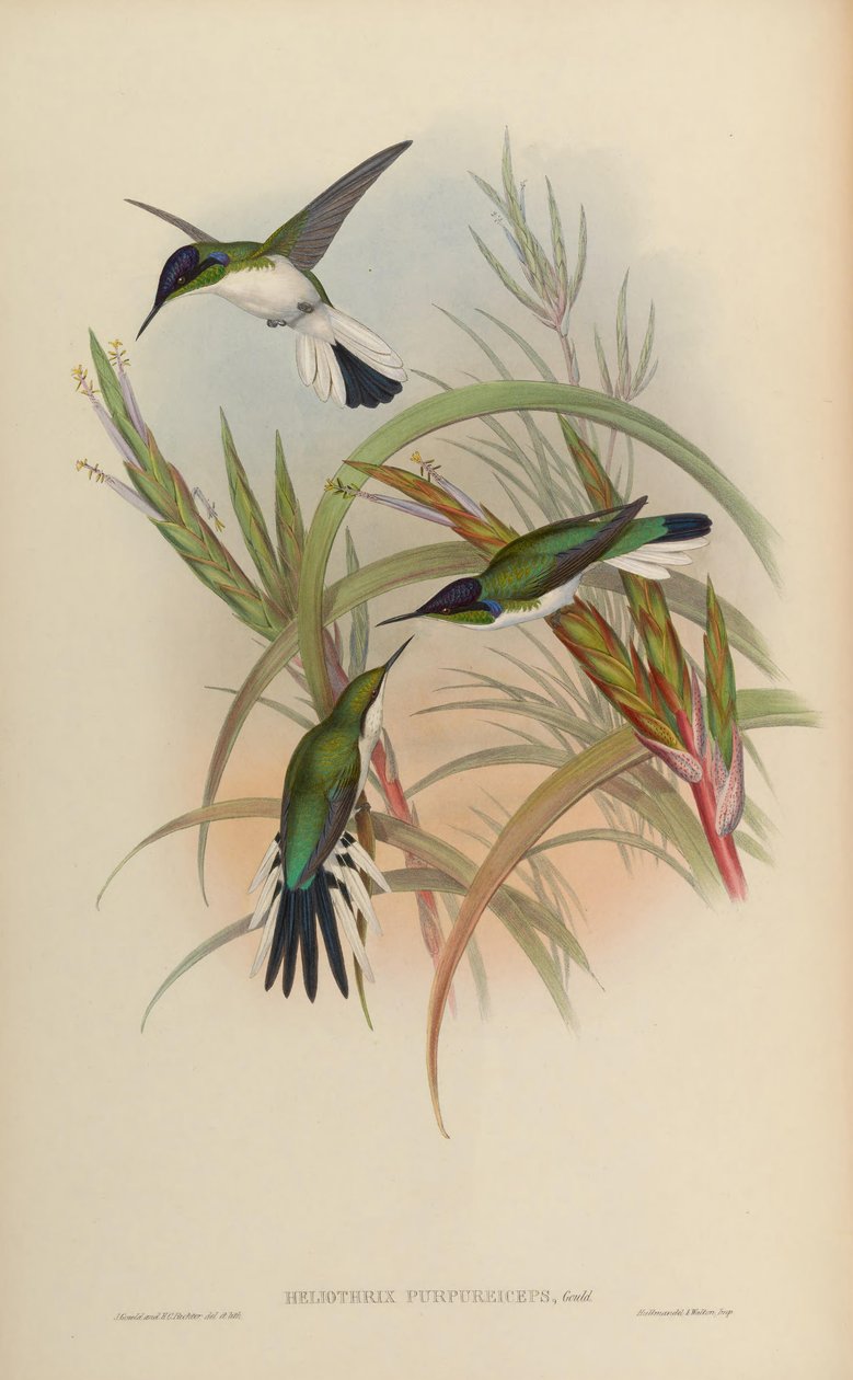 Heliothryx purpureiceps = Heliothryx barroti purpureiceps 作者 约翰·古尔德