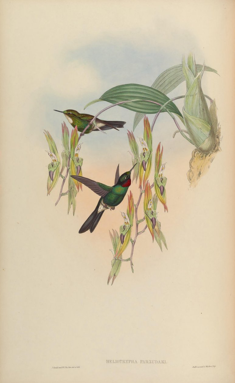 Heliotrypha parzudaki = Heliangelus exortis 作者 约翰·古尔德