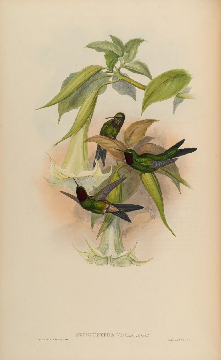 Heliotrypha viola = Heliangelus viola 作者 约翰·古尔德