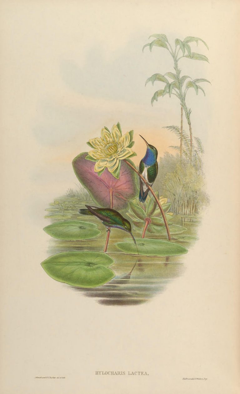 Hylocharis lactea = Amazilia lactea 作者 约翰·古尔德