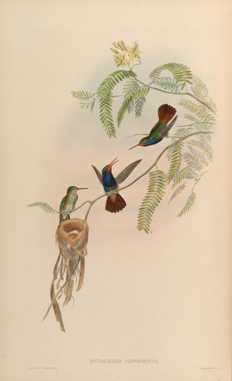 Hylocharis sapphirina 作者 约翰·古尔德