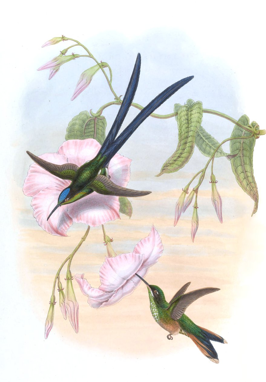 Hylonympha macrocerca 作者 约翰·古尔德