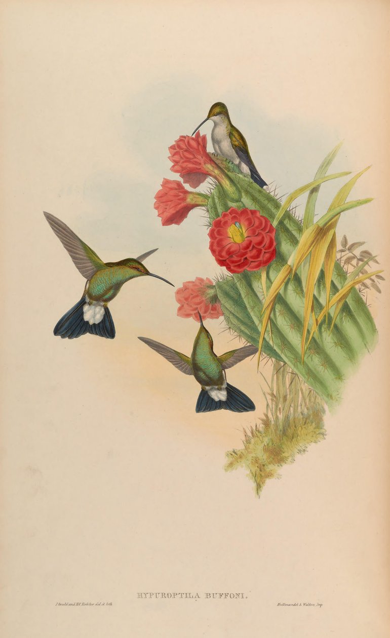 Hypuroptila buffonii = Chalybura buffonii 作者 约翰·古尔德