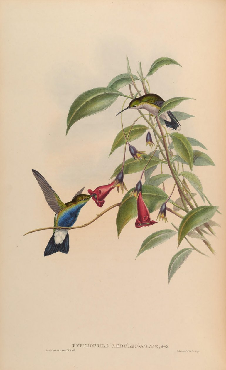 Hypuroptila caeruleigaster = Chalybura buffonii caeruleogaster 作者 约翰·古尔德