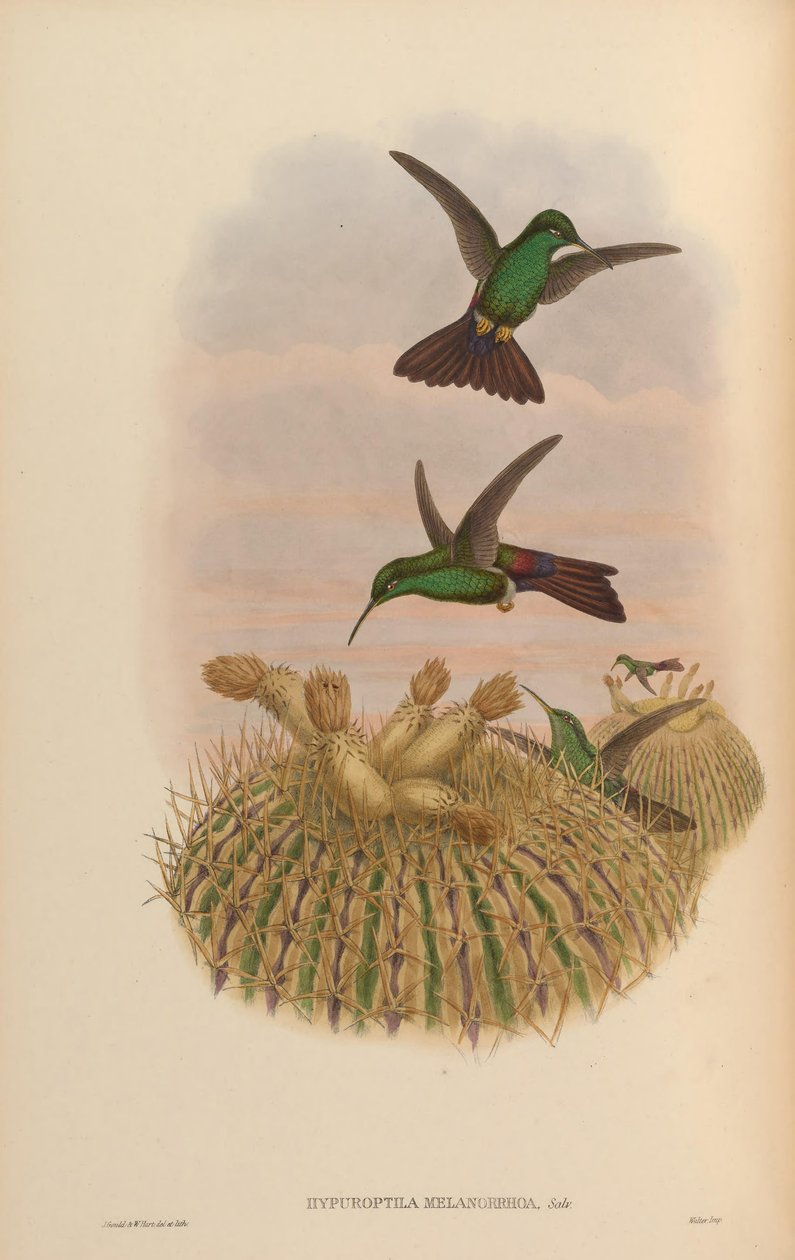 Hypuroptila melanorrhoa = Chalybura urochrysia 作者 约翰·古尔德
