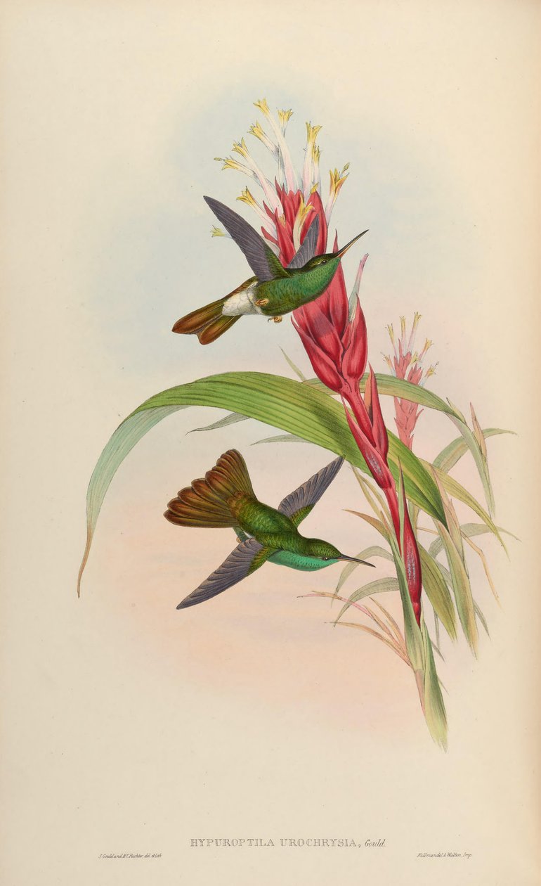 Hypuroptila urochrysia = Chalybura urochrysia 作者 约翰·古尔德