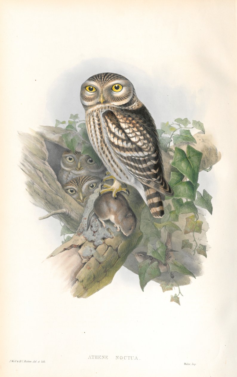 Athene Noctua（小猫头鹰）的插图 作者 约翰·古尔德