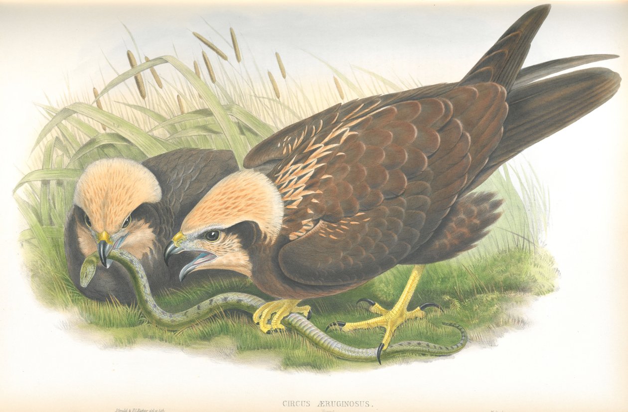 Circus Aeruginosus（Marsh-Harrier）的插图，由John Gould绘制，来自英国鸟类出版 作者 约翰·古尔德