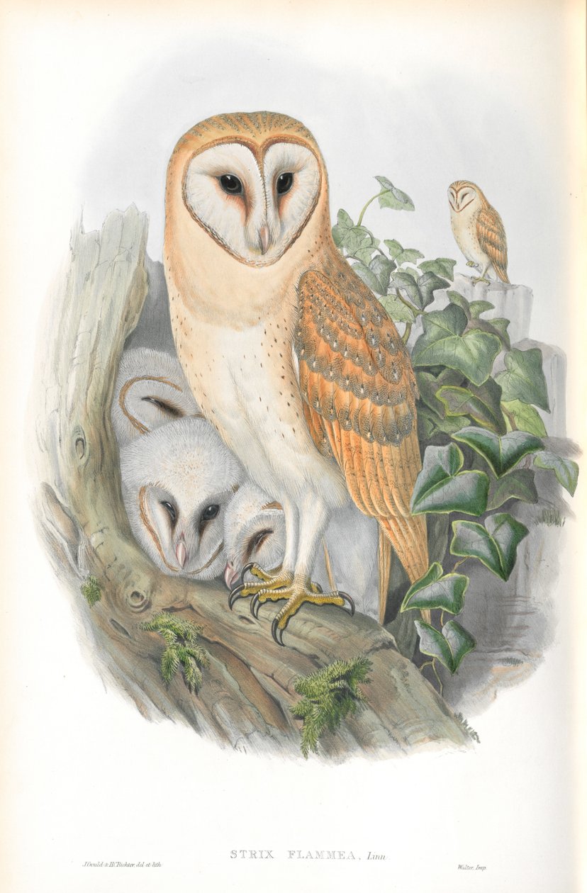 Strix Flammea（谷仓猫头鹰）的插图 作者 约翰·古尔德