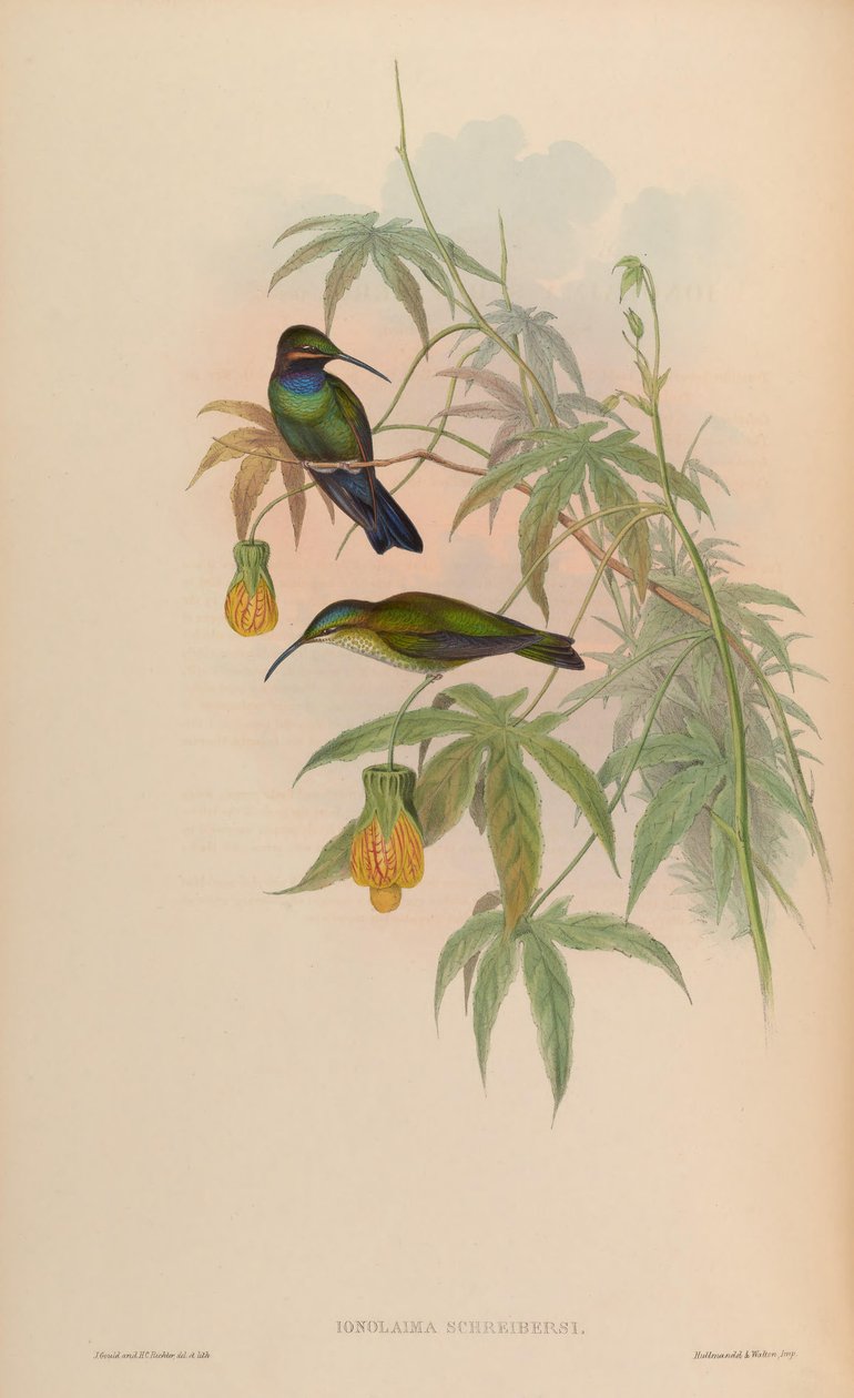 Inolaima schreibersii = Heliodoxa schreibersii 作者 约翰·古尔德