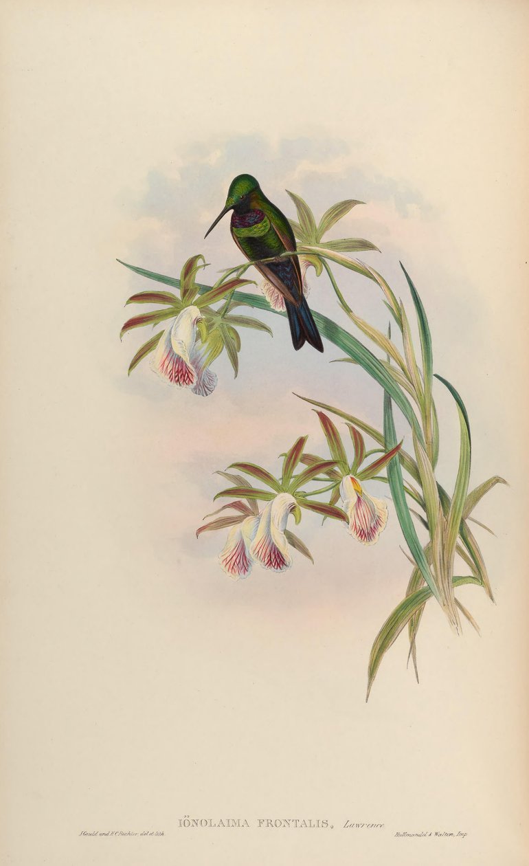 Ionolaima frontalis = Heliodoxa Schreibersii 作者 约翰·古尔德