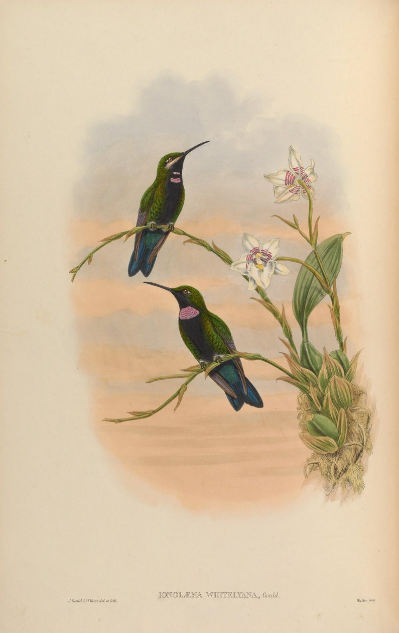 Ionolæmawhitelyana= Heliodoxa schreibersii whitelyana 作者 约翰·古尔德