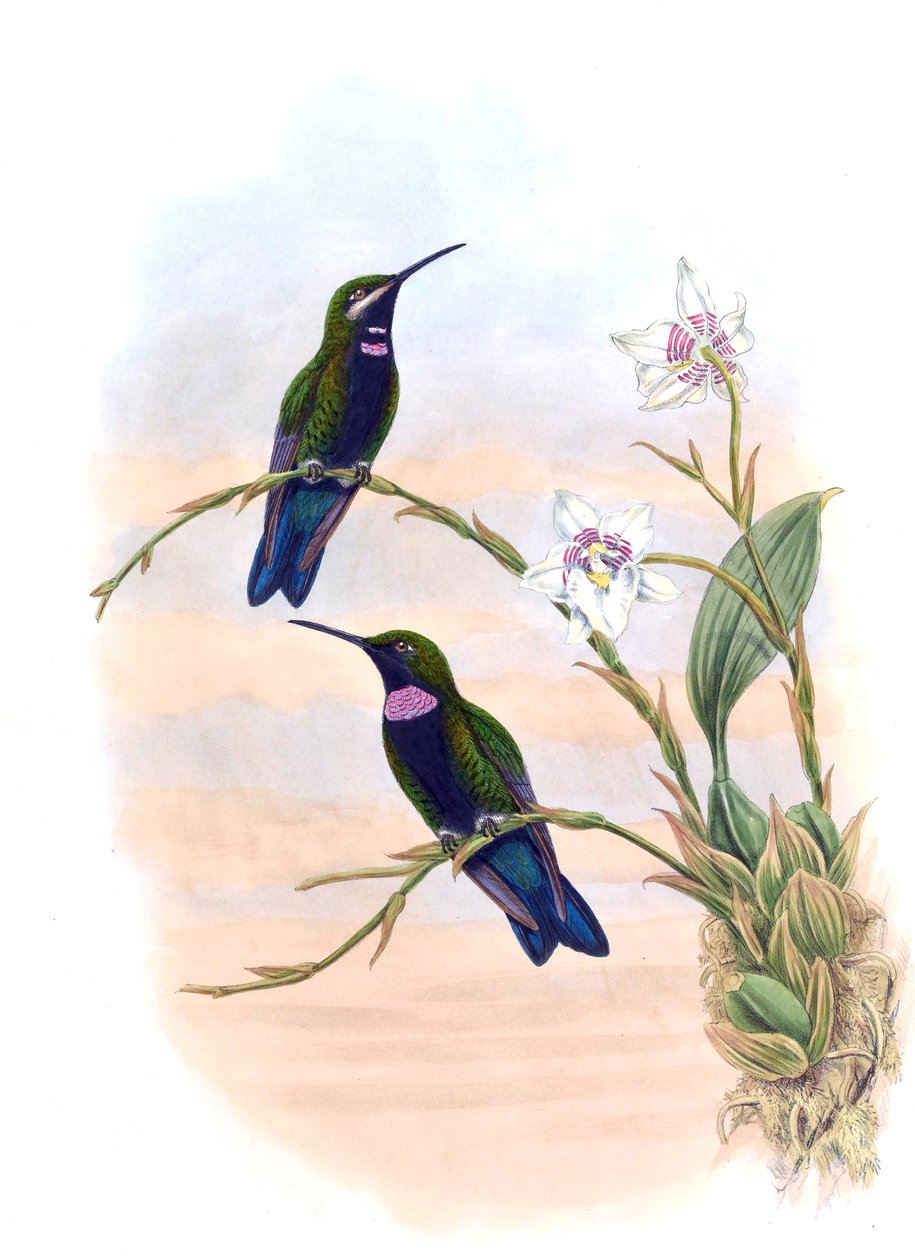 Ionolæmawhitelyana= Heliodoxa schreibersii whitelyana 作者 约翰·古尔德