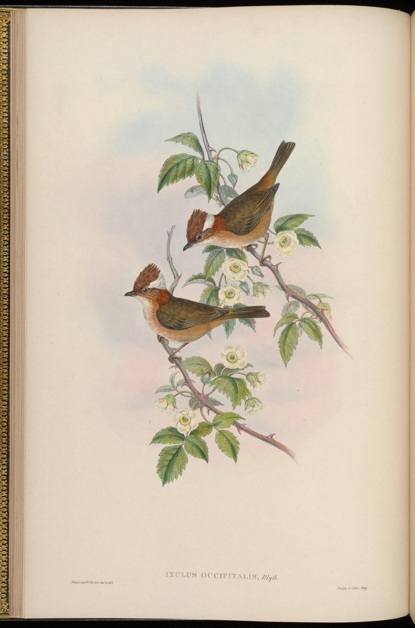 Ixulus occipitalis = Yuhina面包店 作者 约翰·古尔德