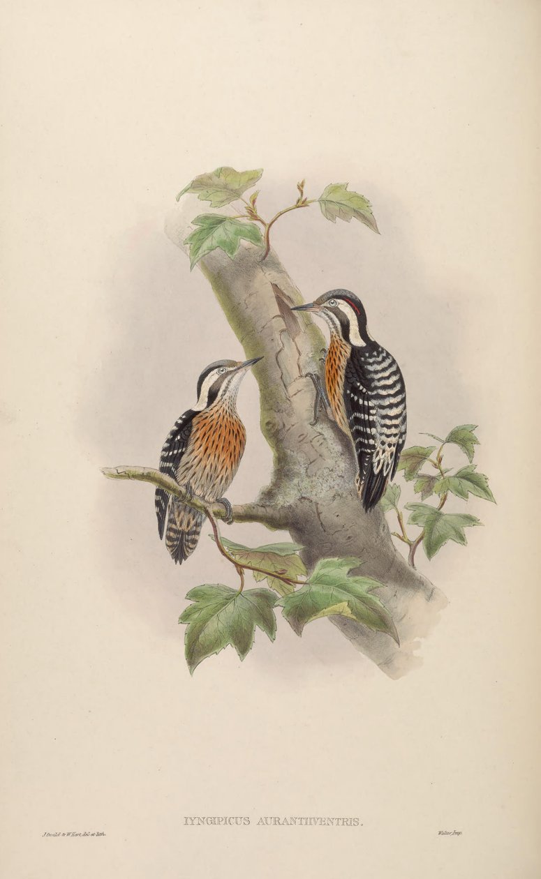 Iyngipicus aurantiiventris = Dendrocopos canicapillus aurantiiventris [2] 作者 约翰·古尔德