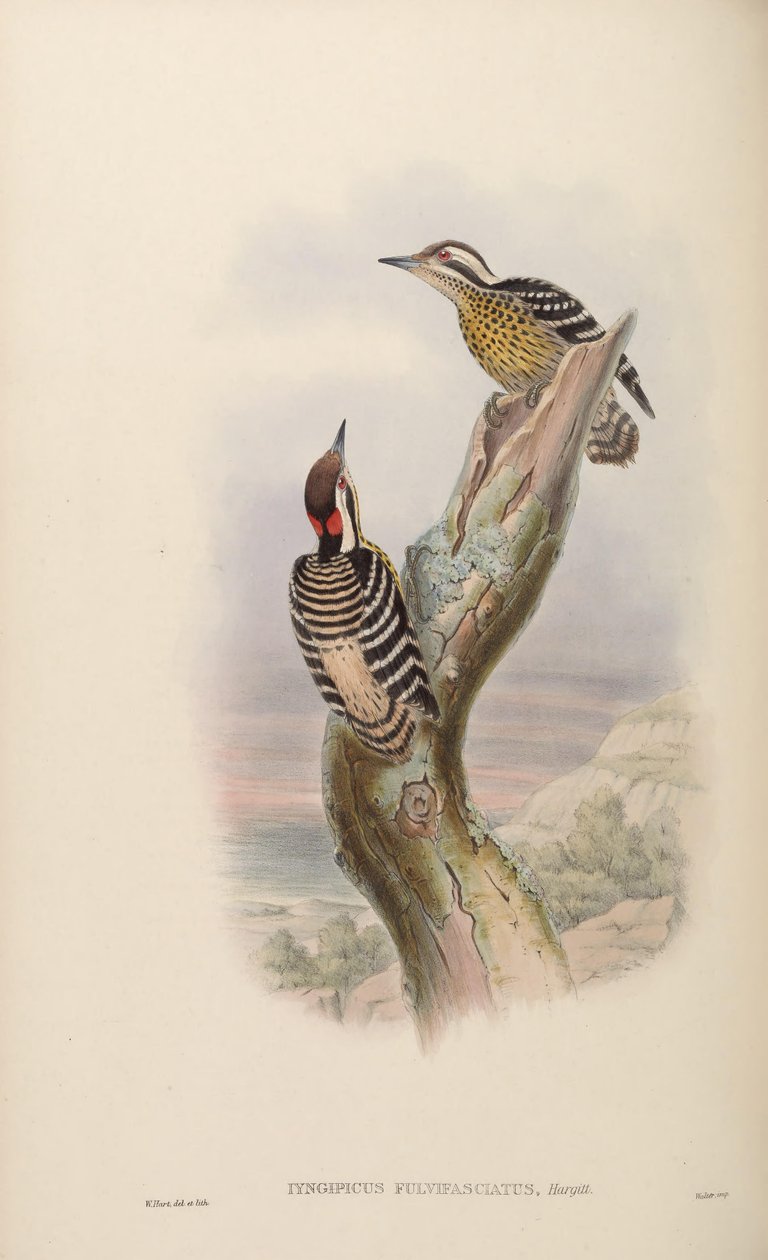 Iyngipicus fulvifasciatus = Dendrocopos maculatus fulvifasciatus 作者 约翰·古尔德