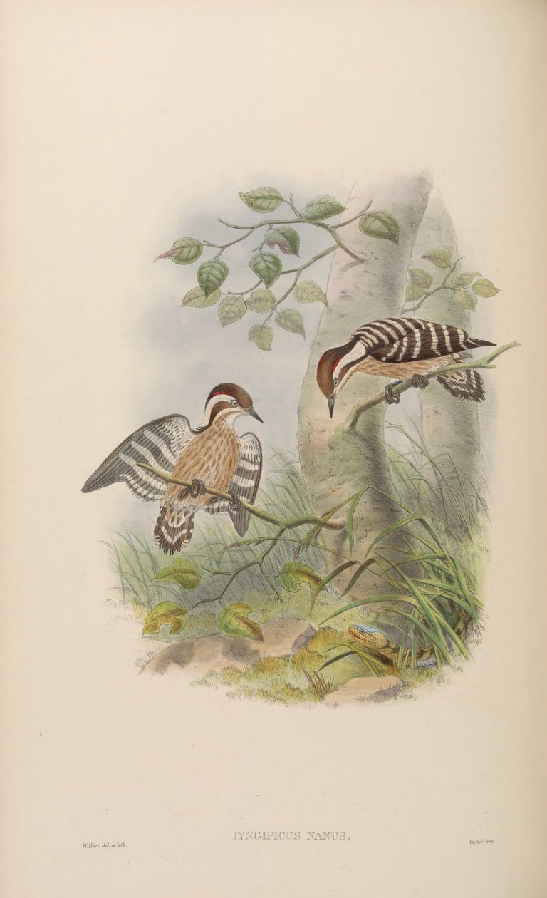 Iyngipicus nanus = Dendrocopos nanus 作者 约翰·古尔德
