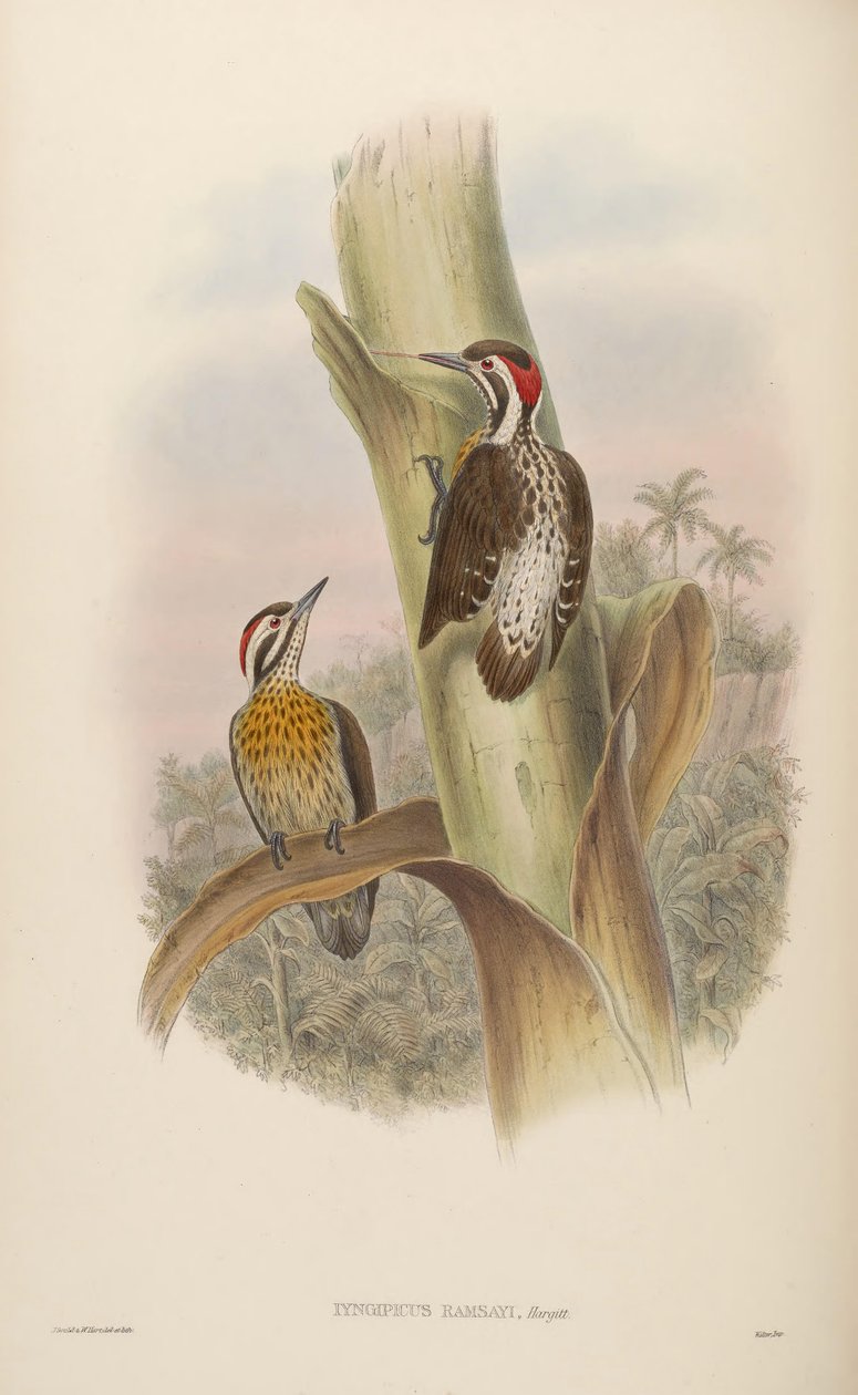 Iyngipicus ramsayi = Dendrocopos ramsayi ramsayi 作者 约翰·古尔德