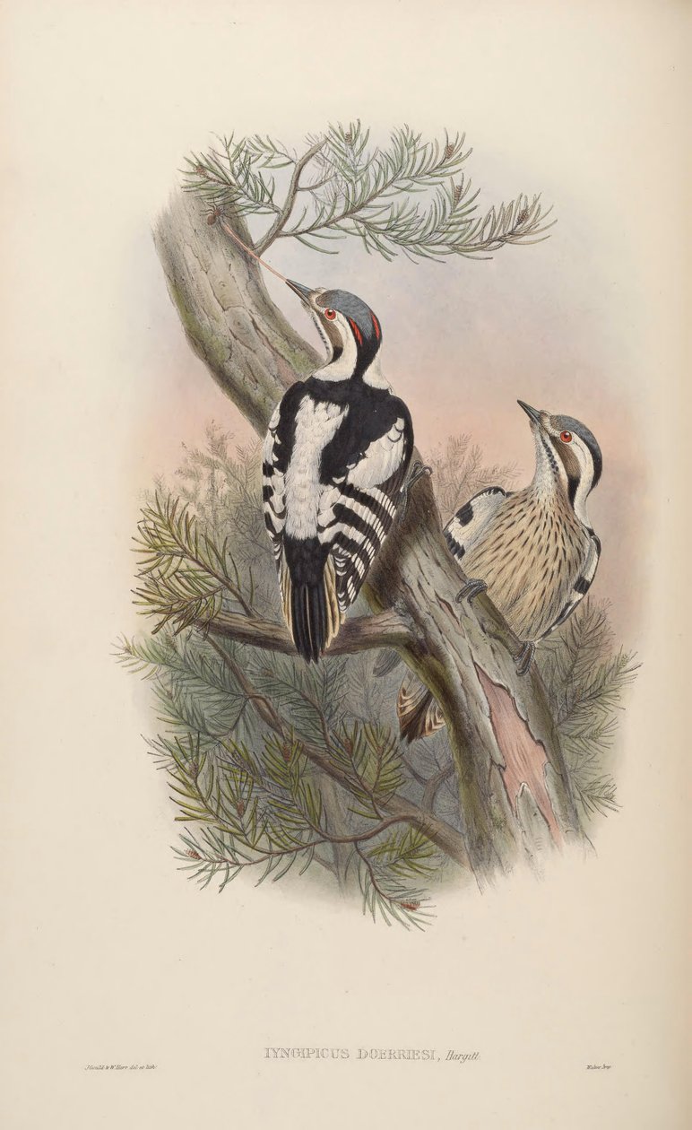 Iyngipicus scintilliceps = Dendrocopos canicapillus scintilliceps [2] 作者 约翰·古尔德