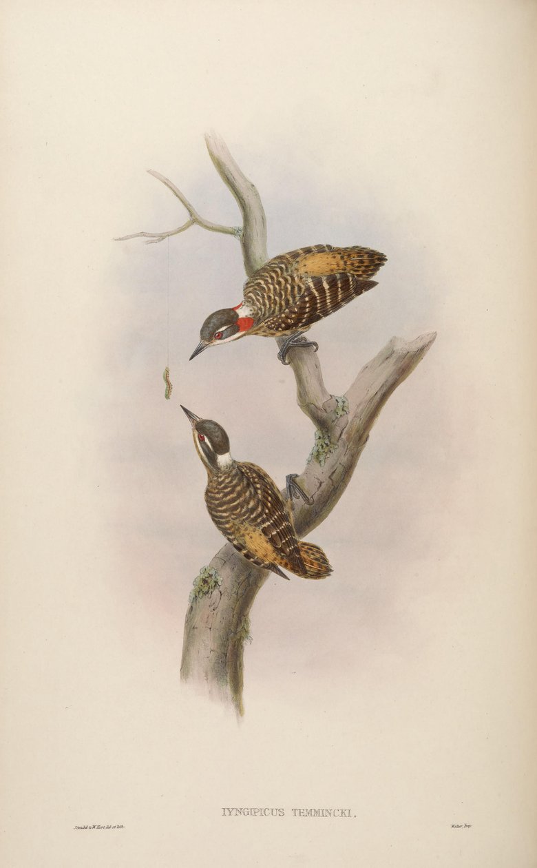Iyngipicus temmincki = Dendrocopos temminckii [2] 作者 约翰·古尔德