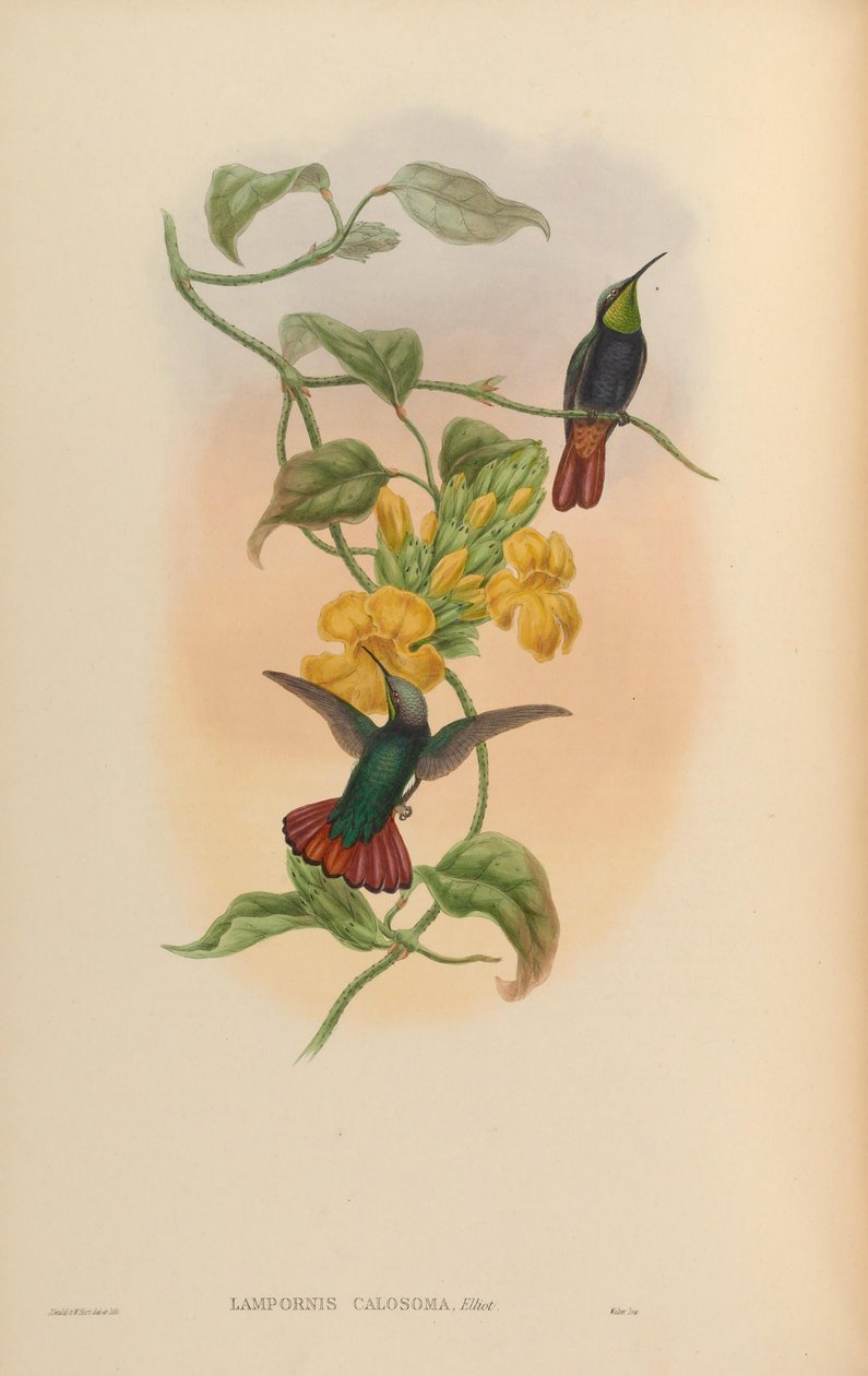 Lampornis calosoma 作者 约翰·古尔德